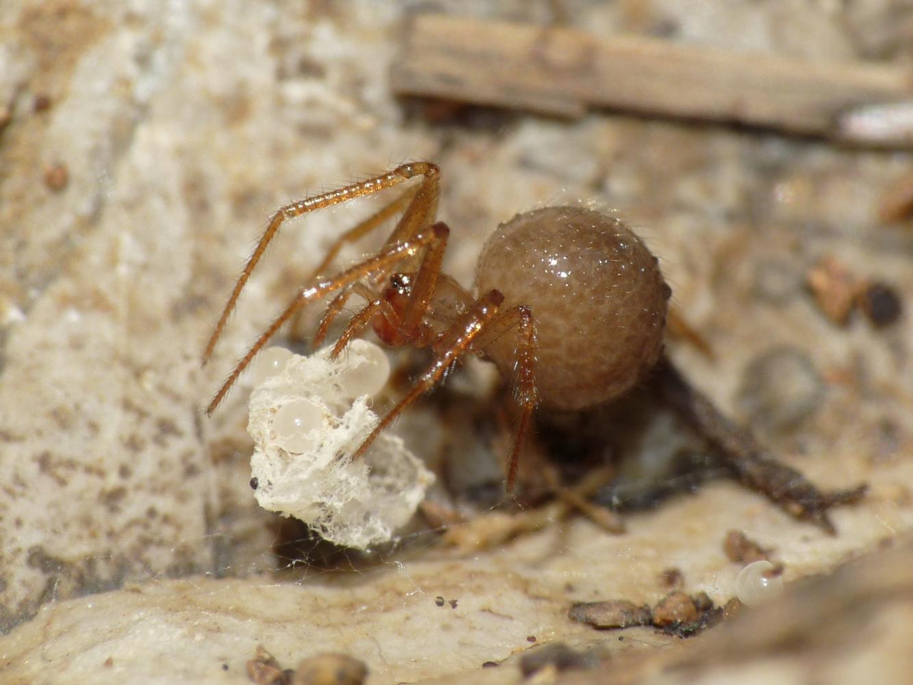 Nesticidae: Nesticella mogera - Tolfa (RM)